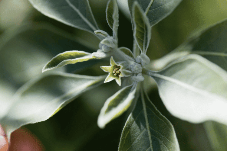 Flower of an ashwagandha plant